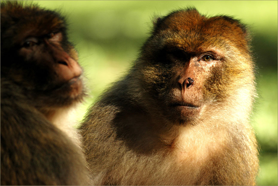 Macacos de Berberia, Medio Atlas, Marruecos © Felix Grande Bagazgoitia