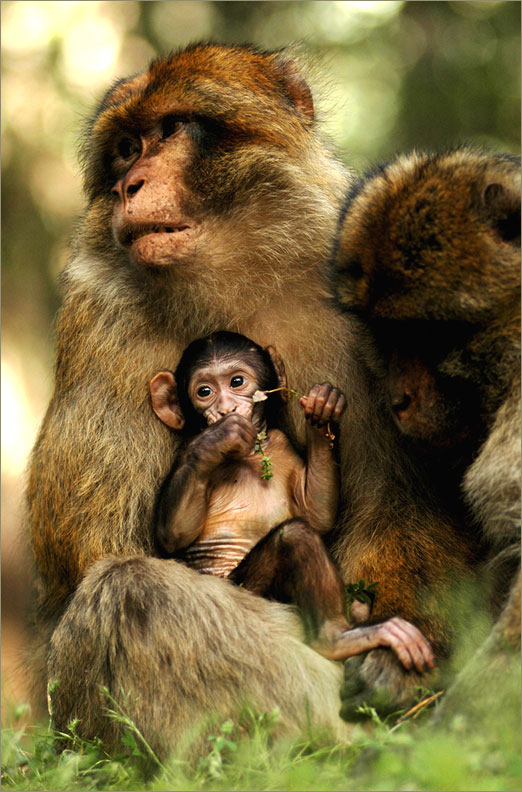 Macacos de Berberia, Medio Atlas, Marruecos © Felix Grande Bagazgoitia
