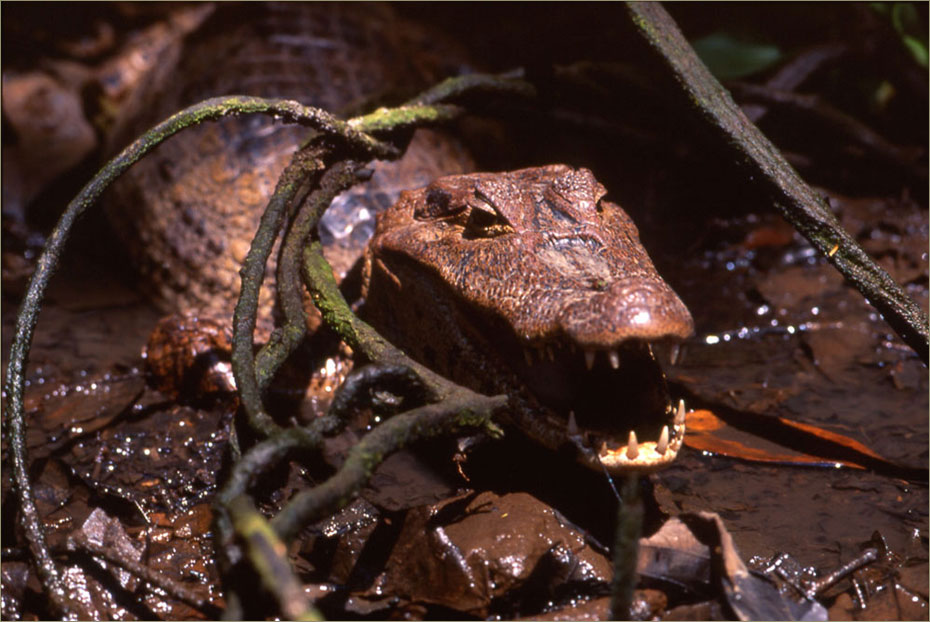 Caiman crocodilus. Parque Nacional Tortuguero. Costa Rica © Felix Grande Bagazgoitia