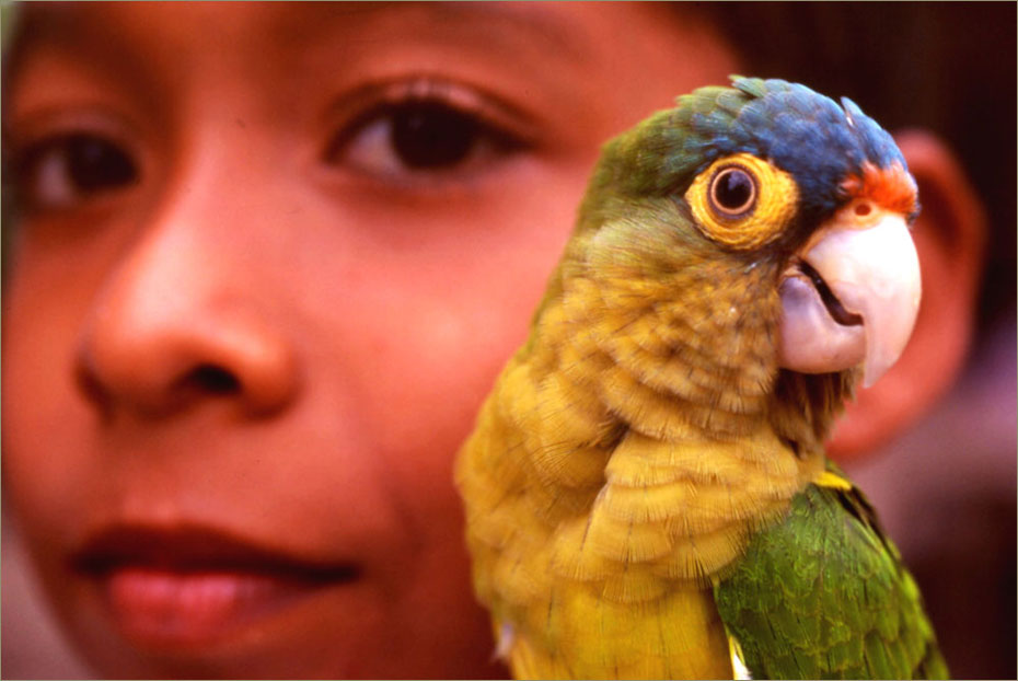 Niño y cotorra. Península de Nicoya. Costa Rica © Felix Grande Bagazgoitia