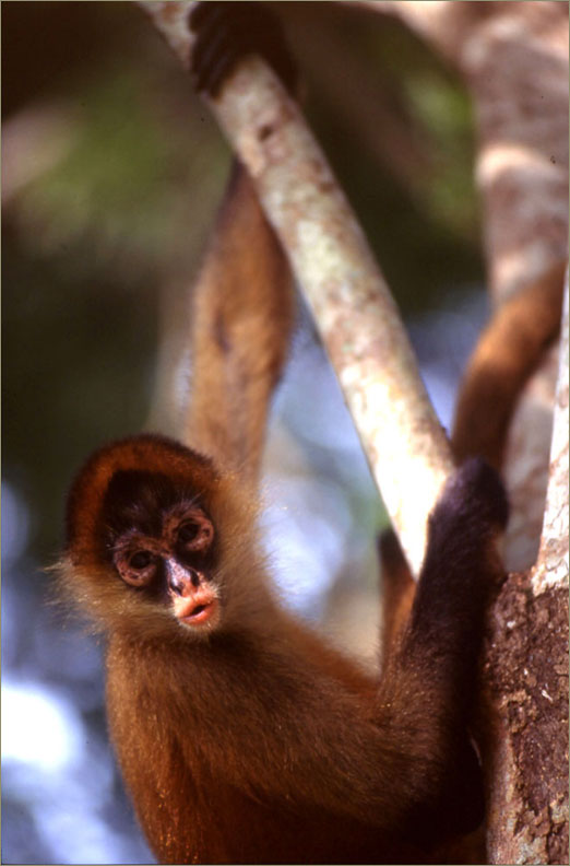Mono araña. Parque Nacional Corcovado. Costa Rica © Felix Grande Bagazgoitia