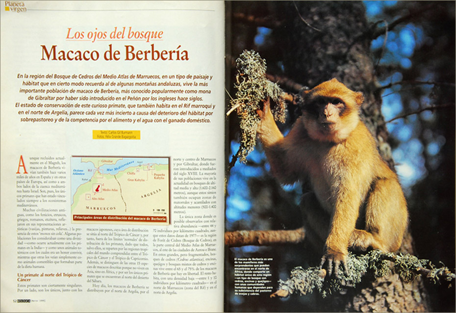 Reportaje Macacos de berberia en el Atlas - Revista "Biológica"